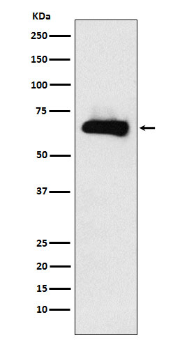 CRMP4 Rabbit mAb