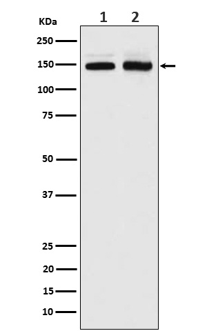 PI 3 Kinase R4 Rabbit mAb