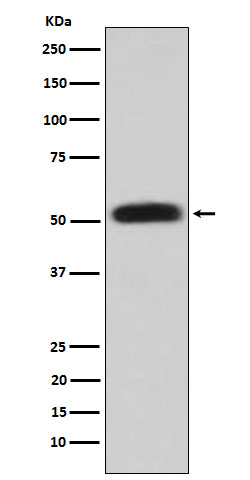 Glycerol kinase Rabbit mAb