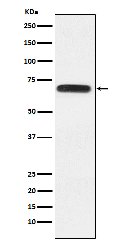 RGAP1 Rabbit mAb