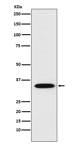 STX1A Rabbit mAb