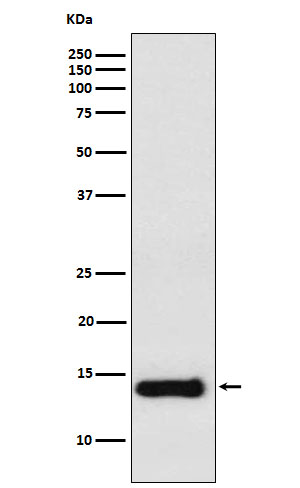 PROK1 Rabbit mAb