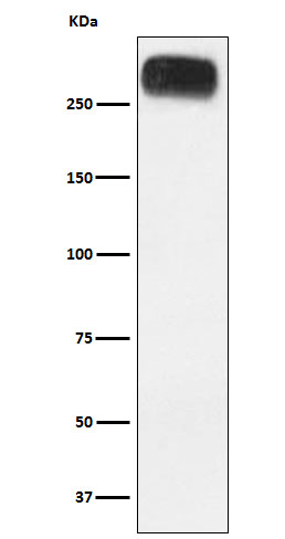 mGluR3 Rabbit mAb