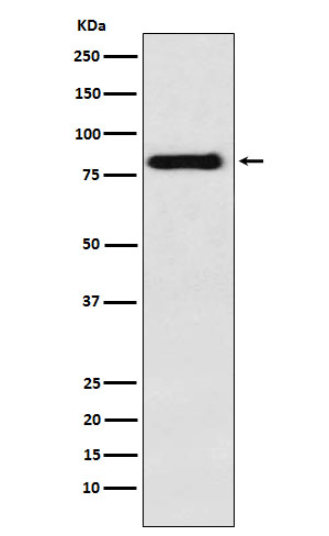 PAG Rabbit mAb