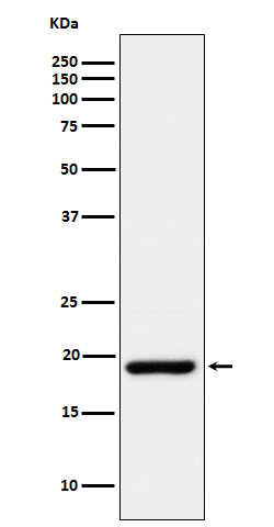 CIRBP Rabbit mAb