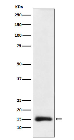 Histone H3 (acetyl K23) Rabbit mAb