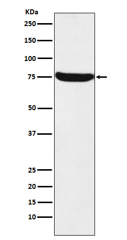 HTF9C Rabbit mAb