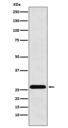 HLA-DRB4 Rabbit mAb