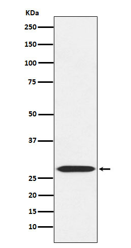 MRPL28 Rabbit mAb