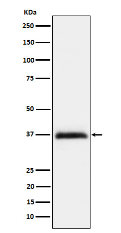 RGMA Rabbit mAb