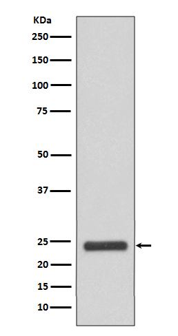 MRRF Rabbit mAb