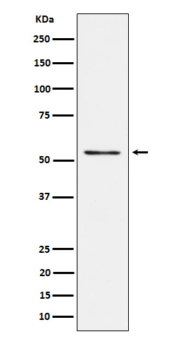 Prostein Rabbit mAb