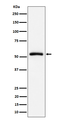 CAP1 Rabbit mAb