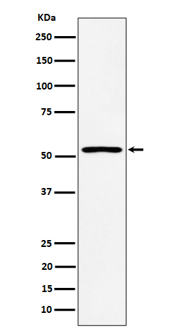 SAMM50 Rabbit mAb