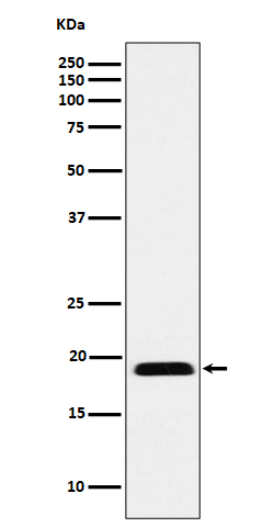 MYL12B Rabbit mAb