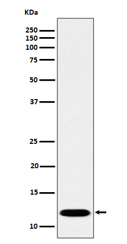 PCBD1 Rabbit mAb