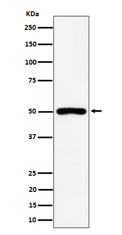 P2Y12 Rabbit mAb