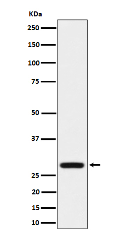 PEF1 Rabbit mAb