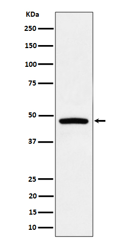 PREB Rabbit mAb