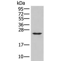 MRAS Antibody