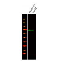 PAK4/5/6 (Phospho-Ser474) Antibody