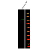 PKG2 (Phospho-Ser126) Antibody