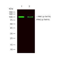 PRK1/2 (Phospho-Thr774/816) Antibody