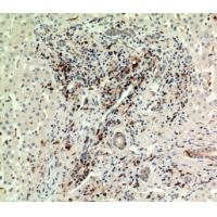 CD74 Polyclonal Antibody