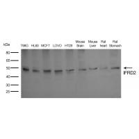 IFRD2 Antibody