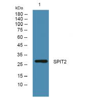 SPIT2 Polyclonal Antibody