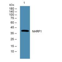 SLC9A3R1 Antibody