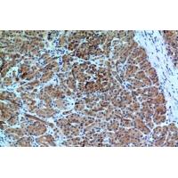 Bonzo Polyclonal Antibody