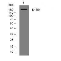 K1551 rabbit pAb