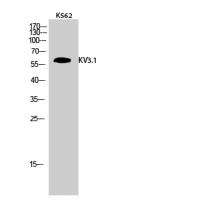 KV3.1 Polyclonal Antibody