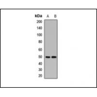 MRPS30 Antibody