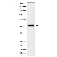 PEPD Rabbit mAb