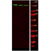 LATS1/2 (phospho-Ser909) rabbit pAb