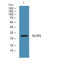 SLAF8 Polyclonal Antibody