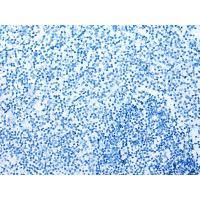 LSM11 Antibody