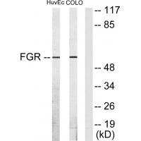 FGR Antibody