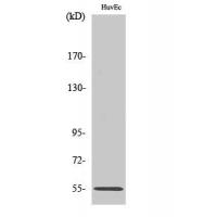 FGR Antibody