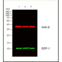 CXCL12 Polyclonal Antibody