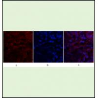 CXCL12 Polyclonal Antibody