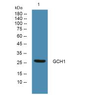 GCH1 Polyclonal Antibody