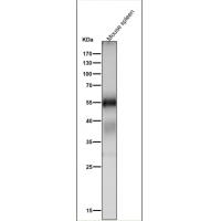 ATG12 Rabbit mAb