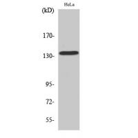 MaxiKα Polyclonal Antibody