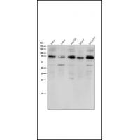 ACBD3 Antibody