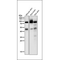 Phospho-PKC alpha (T497) Antibody