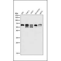 Phospho-Src (Y529) Antibody