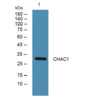 CHAC1 Polyclonal Antibody